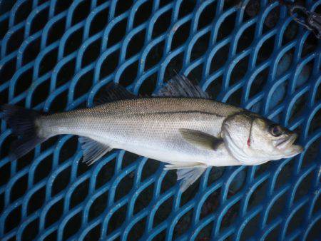 オリジナルメーカー海づり公園(市原市海づり…