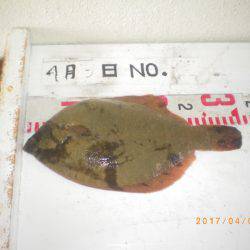 姫路市立遊魚センター 釣果