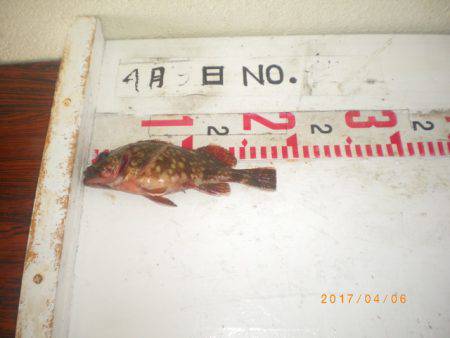 姫路市立遊魚センター 釣果