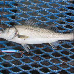 オリジナルメーカー海づり公園(市原市海づり施設) 釣果