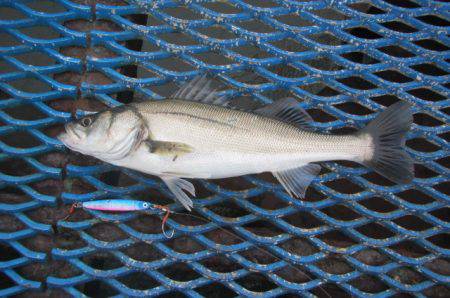 オリジナルメーカー海づり公園(市原市海づり…
