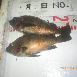 姫路市立遊魚センター 釣果