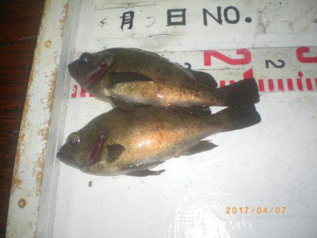 姫路市立遊魚センター 釣果