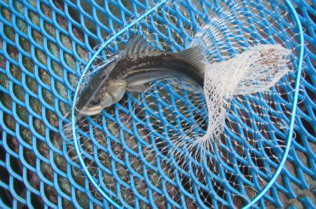 オリジナルメーカー海づり公園(市原市海づり施設) 釣果