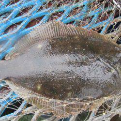 オリジナルメーカー海づり公園(市原市海づり施設) 釣果
