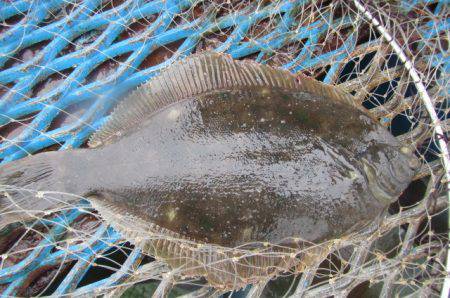 オリジナルメーカー海づり公園(市原市海づり…