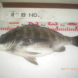 姫路市立遊魚センター 釣果