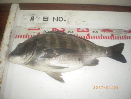 姫路市立遊魚センター 釣果