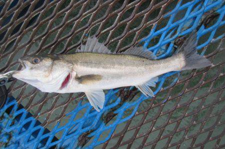 オリジナルメーカー海づり公園(市原市海づり…