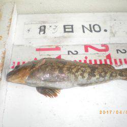 姫路市立遊魚センター 釣果