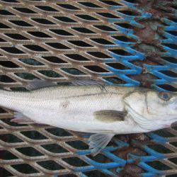 オリジナルメーカー海づり公園(市原市海づり施設) 釣果