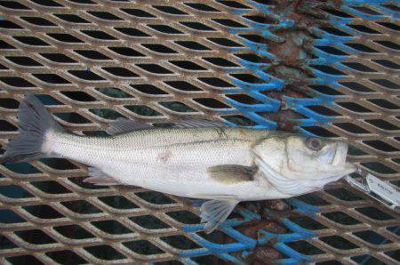 オリジナルメーカー海づり公園(市原市海づり…