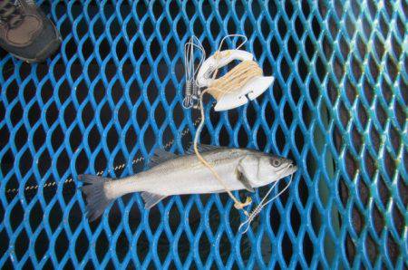オリジナルメーカー海づり公園(市原市海づり施設) 釣果