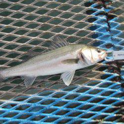 オリジナルメーカー海づり公園(市原市海づり施設) 釣果