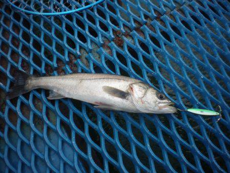 オリジナルメーカー海づり公園(市原市海づり施設) 釣果