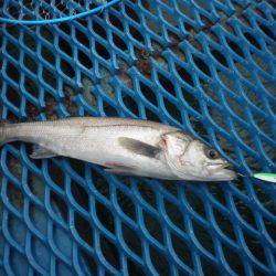 オリジナルメーカー海づり公園(市原市海づり施設) 釣果