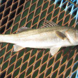 オリジナルメーカー海づり公園(市原市海づり施設) 釣果