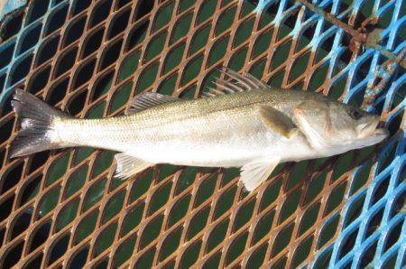 オリジナルメーカー海づり公園(市原市海づり…