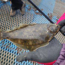 オリジナルメーカー海づり公園(市原市海づり施設) 釣果