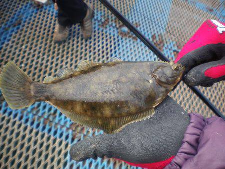 オリジナルメーカー海づり公園(市原市海づり施設) 釣果