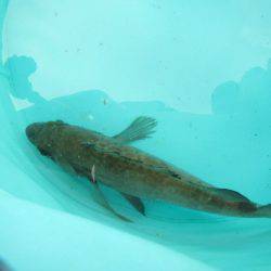 オリジナルメーカー海づり公園(市原市海づり施設) 釣果