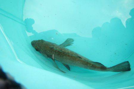 オリジナルメーカー海づり公園(市原市海づり施設) 釣果