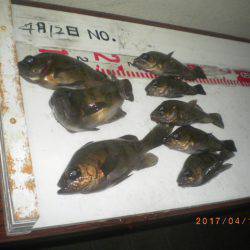 姫路市立遊魚センター 釣果