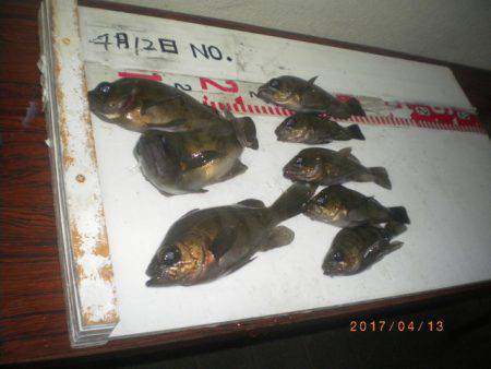 姫路市立遊魚センター 釣果