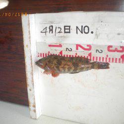 姫路市立遊魚センター 釣果