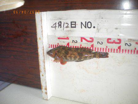 姫路市立遊魚センター 釣果