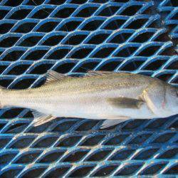 オリジナルメーカー海づり公園(市原市海づり施設) 釣果