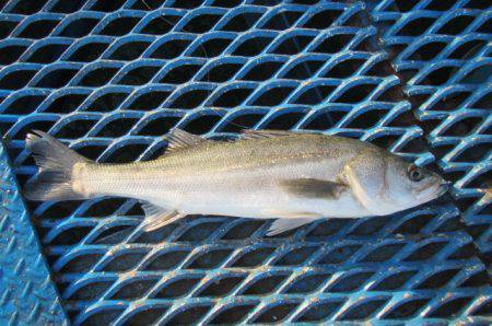 オリジナルメーカー海づり公園(市原市海づり…