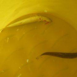 オリジナルメーカー海づり公園(市原市海づり施設) 釣果