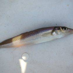 オリジナルメーカー海づり公園(市原市海づり施設) 釣果