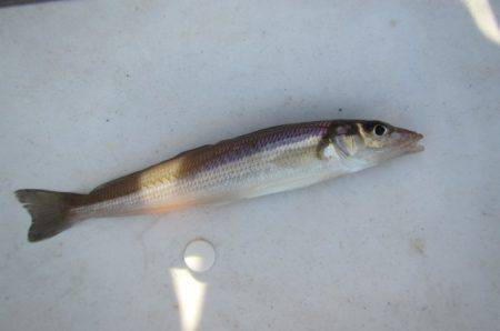 オリジナルメーカー海づり公園(市原市海づり施設) 釣果