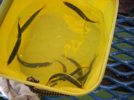 オリジナルメーカー海づり公園(市原市海づり施設) 釣果