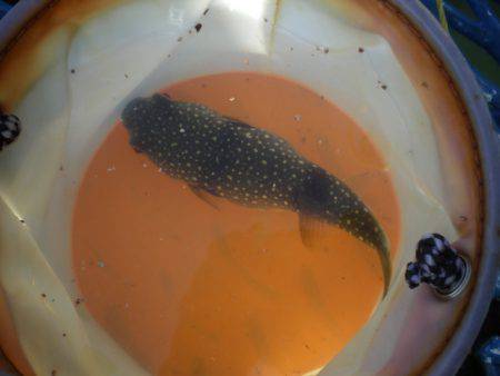 オリジナルメーカー海づり公園(市原市海づり施設) 釣果