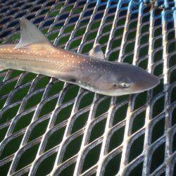 オリジナルメーカー海づり公園(市原市海づり施設) 釣果