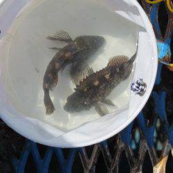 オリジナルメーカー海づり公園(市原市海づり施設) 釣果