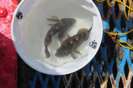 オリジナルメーカー海づり公園(市原市海づり施設) 釣果