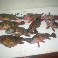 姫路市立遊魚センター 釣果