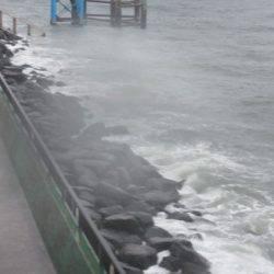 オリジナルメーカー海づり公園(市原市海づり施設) 釣果