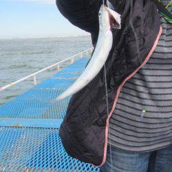 オリジナルメーカー海づり公園(市原市海づり施設) 釣果