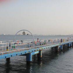 オリジナルメーカー海づり公園(市原市海づり施設) 釣果