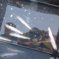 オリジナルメーカー海づり公園(市原市海づり施設) 釣果