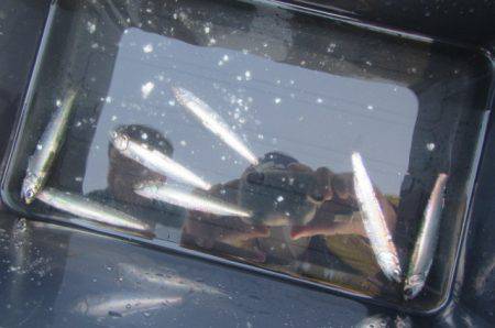 オリジナルメーカー海づり公園(市原市海づり…