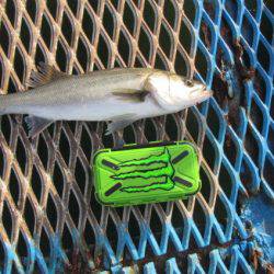 オリジナルメーカー海づり公園(市原市海づり施設) 釣果