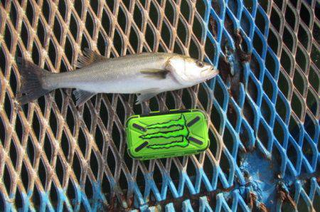 オリジナルメーカー海づり公園(市原市海づり施設) 釣果