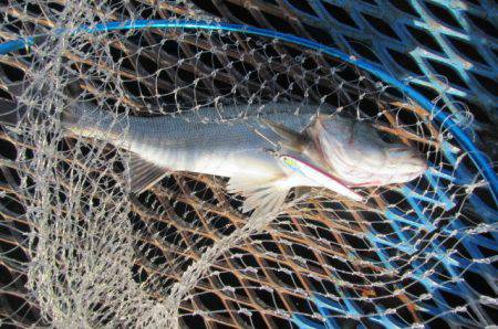 オリジナルメーカー海づり公園(市原市海づり施設) 釣果