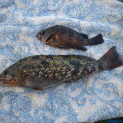 オリジナルメーカー海づり公園(市原市海づり施設) 釣果
